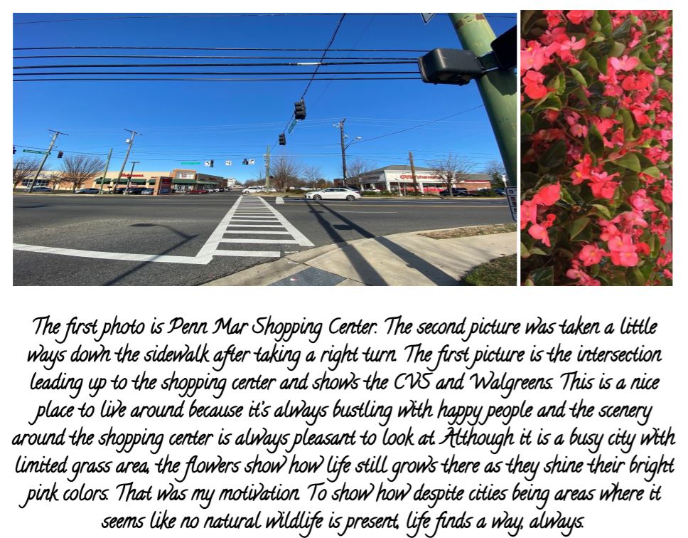 Student Photography Project